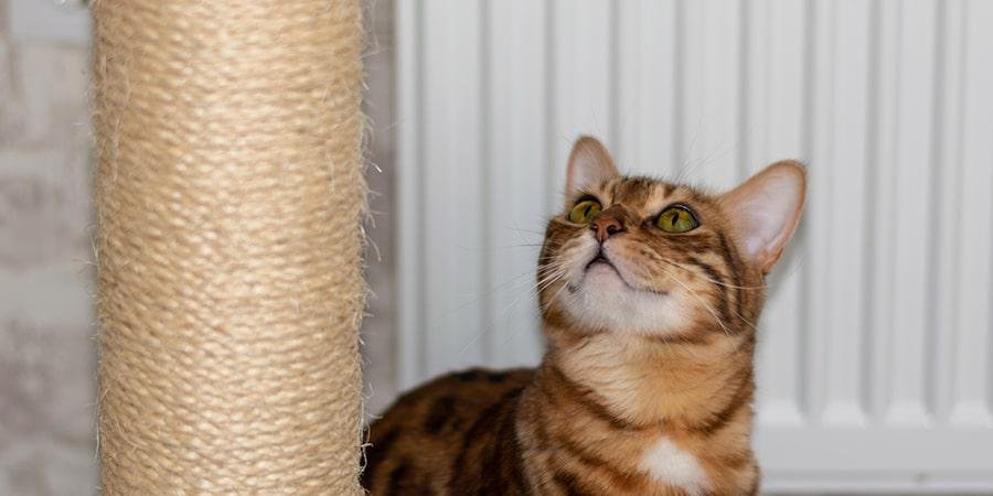 beneficios-arranhador-gato-distracao