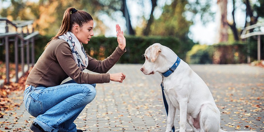 Como escolher o melhor petisco para o seu cachorro