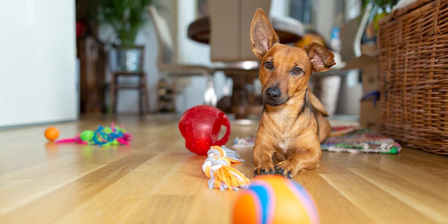 Como escolher o melhor petisco para o seu cachorro