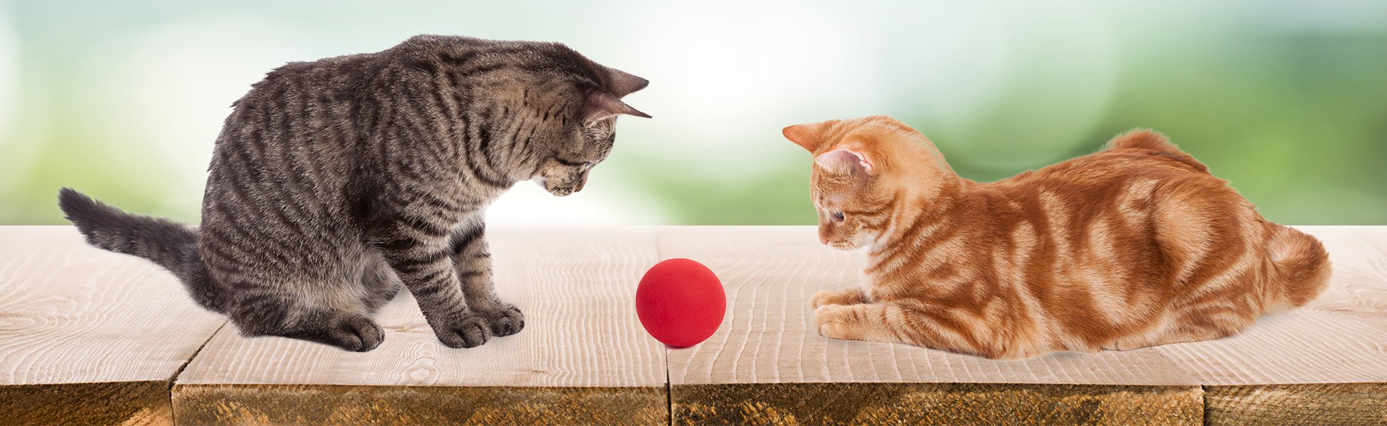  Brincadeiras divertidas para pets